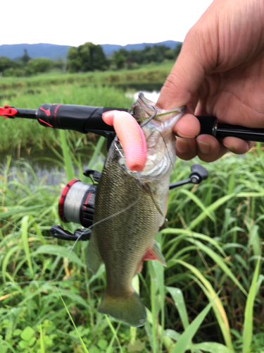 ブラックバスの釣果