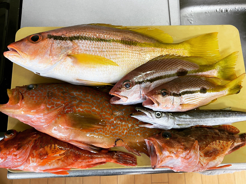 ヨコスジフエダイの釣果