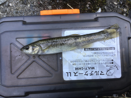 タカハヤの釣果