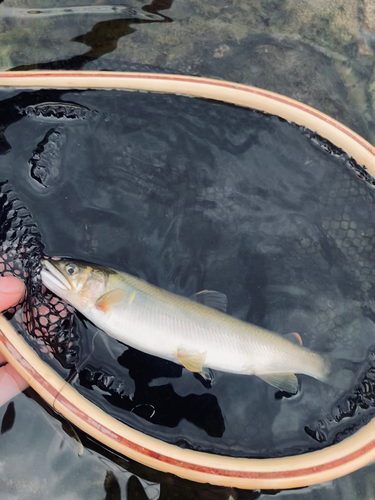 アユの釣果