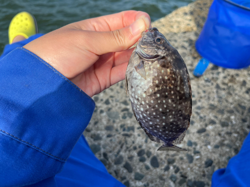 アイゴの釣果