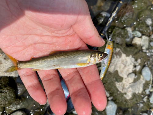 アユの釣果