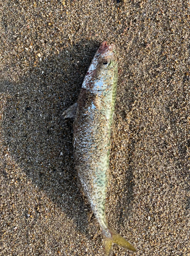 サバの釣果