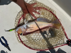 アマダイの釣果