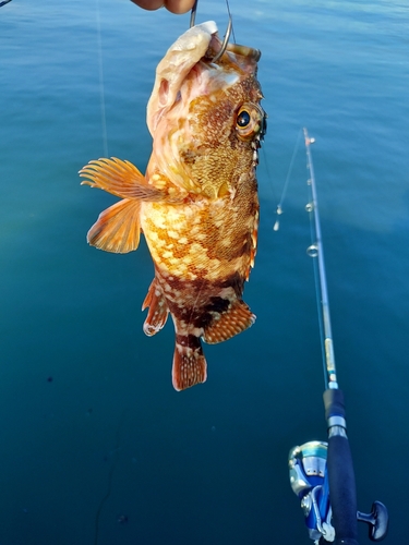 カサゴの釣果