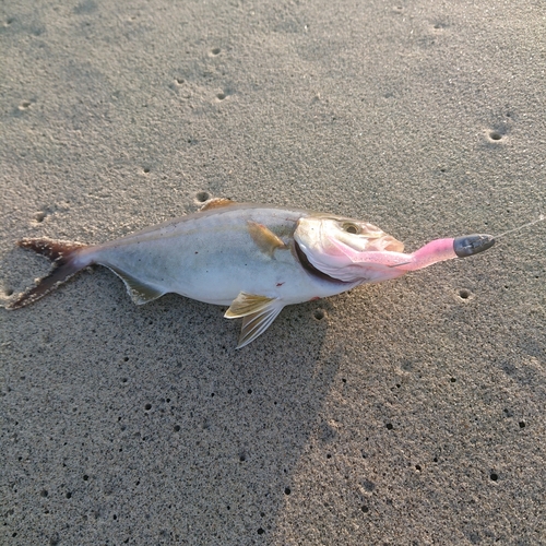 ショッコの釣果