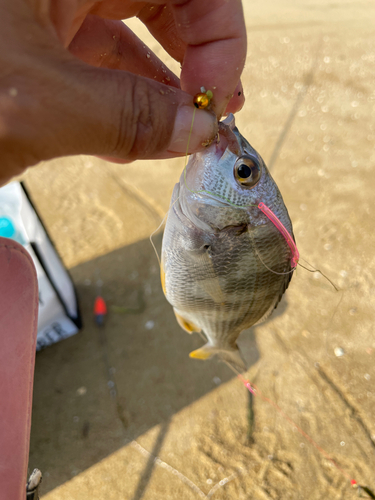 キビレの釣果