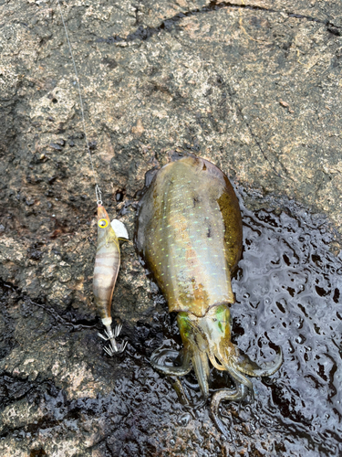 アオリイカの釣果