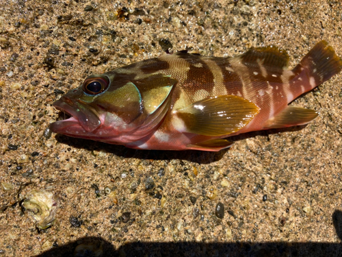 アカハタの釣果