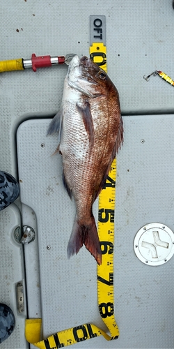 マダイの釣果