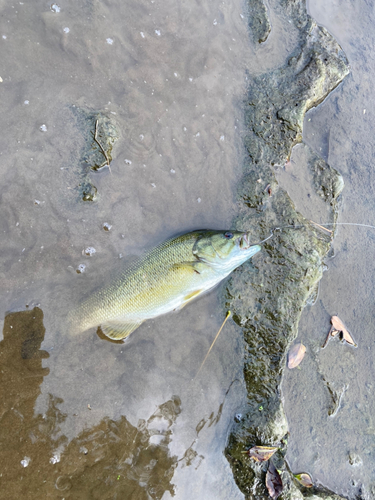 スモールマウスバスの釣果