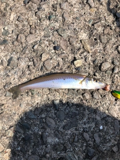 シロギスの釣果