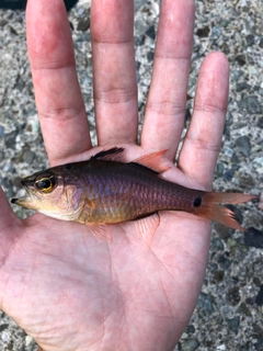 ネンブツダイの釣果