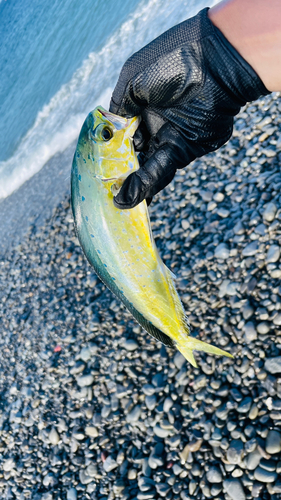 シイラの釣果