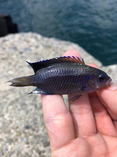 ソラスズメダイの釣果