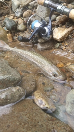 アメマスの釣果