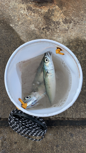 サバの釣果