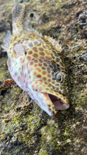 カンモンハタの釣果