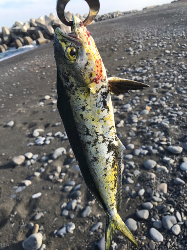 シイラの釣果