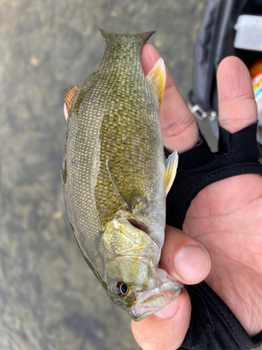 スモールマウスバスの釣果