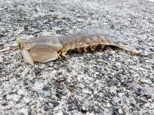 シャコの釣果