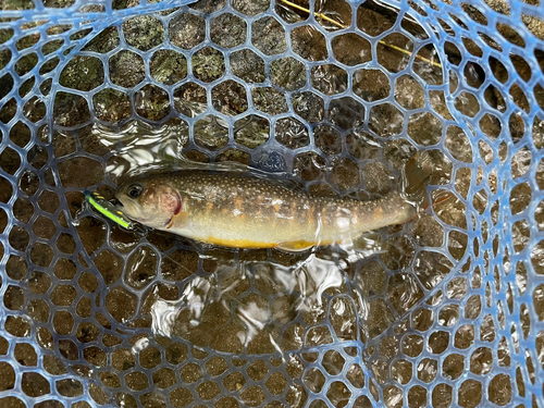 ニッコウイワナの釣果