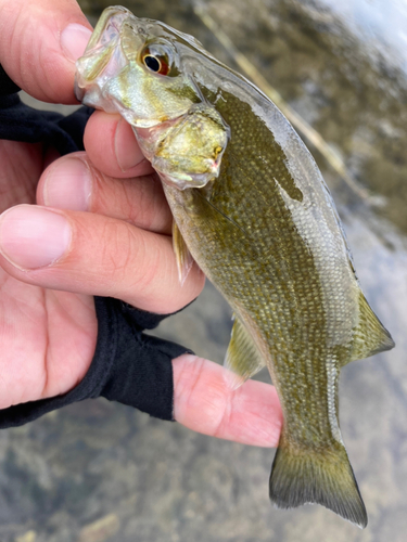 スモールマウスバスの釣果