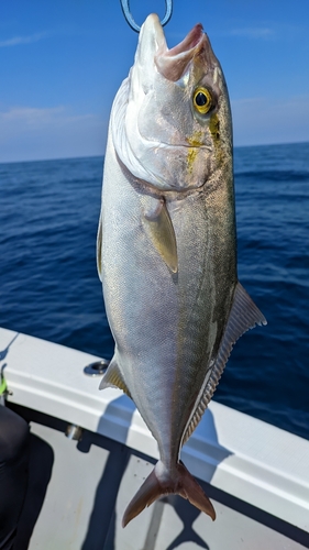 ネリゴの釣果