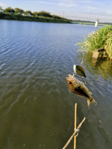 ブラックバスの釣果