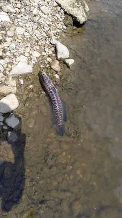 ライギョの釣果