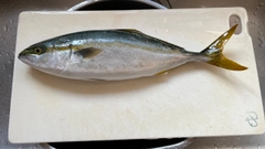 ツバスの釣果