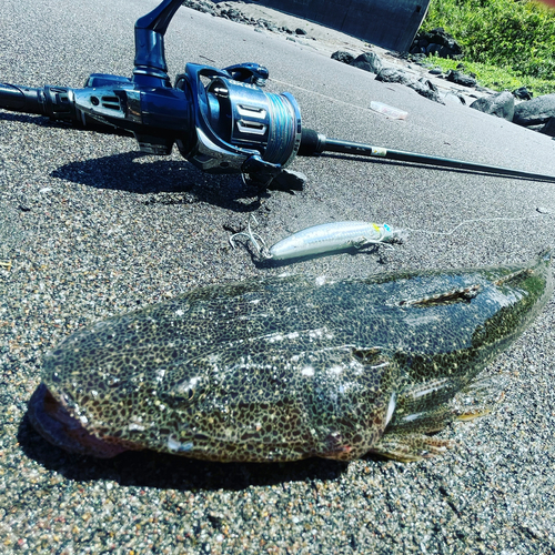 マゴチの釣果