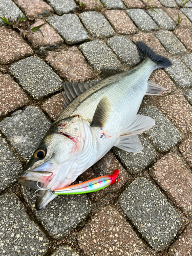 フッコ（マルスズキ）の釣果