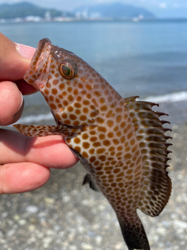 オオモンハタの釣果