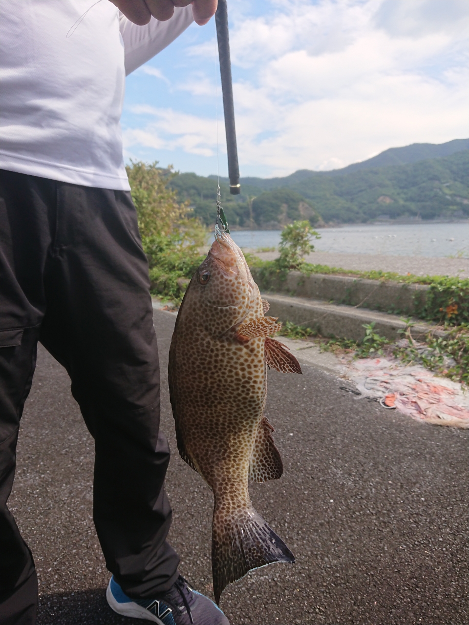 オオモンハタ