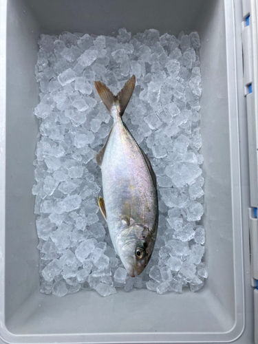 ショゴの釣果