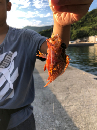 カサゴの釣果