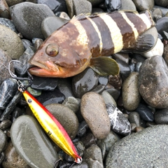 アオハタの釣果