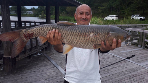 ソウギョの釣果