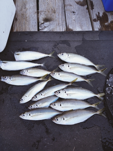 アジの釣果