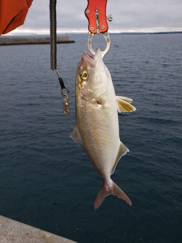 ショゴの釣果