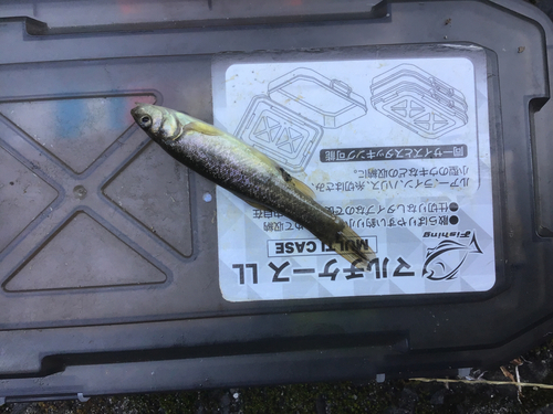 タカハヤの釣果