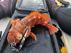 ウッカリカサゴの釣果