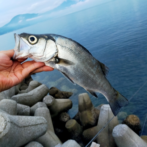 フッコ（ヒラスズキ）の釣果