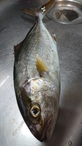 ショゴの釣果