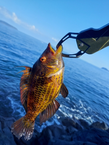 オハグロベラの釣果