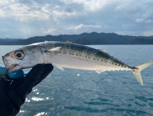 サバの釣果