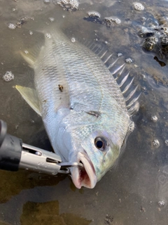 キビレの釣果