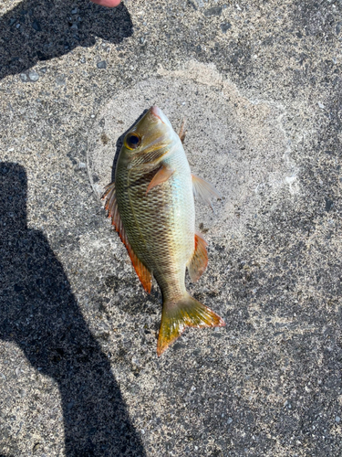 クチナジの釣果