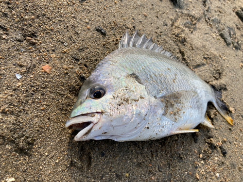 キビレの釣果